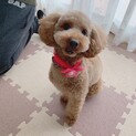3歳4ヶ月のトイプードルの諭吉です☺︎