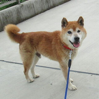 去勢済・体重８ｋｇ人が大好き温厚な柴くん