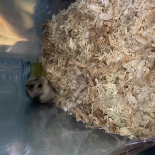 ハムスターの里親