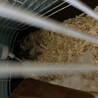 ハムスターの里親 サムネイル2