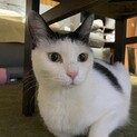 新しい家族になってください