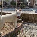 紀州犬1歳５ヶ月メス応募多数の為締め切ります