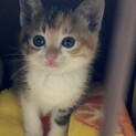 美ミケ子猫