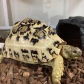 ヒョウモンリクガメ3歳♀です。