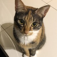 さくら