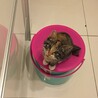 拾った時
