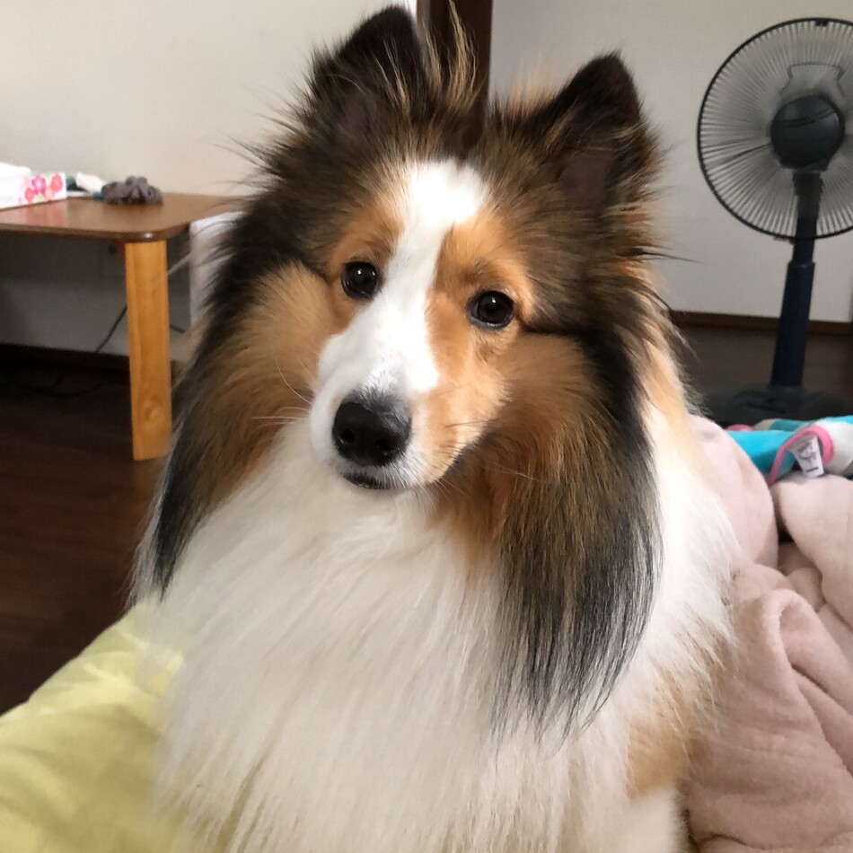 シャルのカバー写真