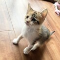 抱っこが大好きなたんぽぽちゃん1か月半