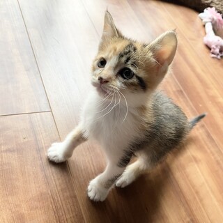 抱っこが大好きなたんぽぽちゃん1か月半