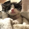 保護した日