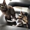 子育て奮闘中。まだ毛並みが悪く毛は赤茶色。その後黒猫だと知る事に