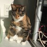 「どすこい」座りをよくします。