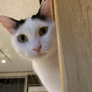 家族が出来ました♡マイペース白三毛♀【ロン】