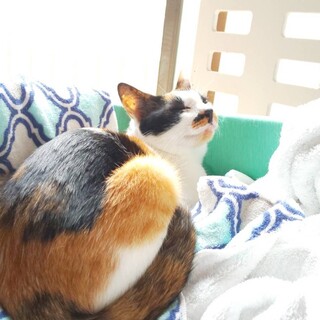 デレンデレンの甘えん坊♡エイズキャリアあけみ