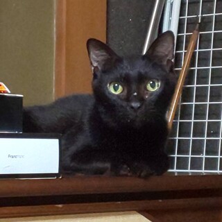 人馴れ抜群！ エイズキャリアのホープ