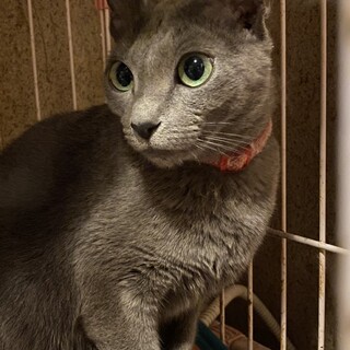 (順次ご対応中のため一時停止)美人なロシアン