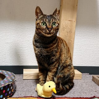 目がパッチリ美人さん！綺麗な麦わらキジ