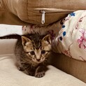 【面会予定一旦中止】1ヶ月くらいの子猫兄妹