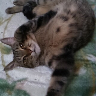 でれでれの甘えん坊 エイズキャリア さくら