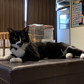 足下ソックスビビりちゃん推定2017年生♀【チャ】