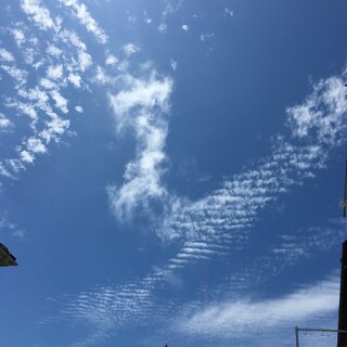 ハムスターのメス