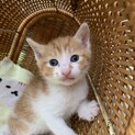 里親さま決まりました☆