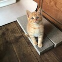 お陰様で他で里親さんが見つかりました。
