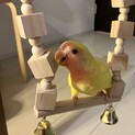 コザクラインコのお茶子ちゃん