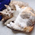 長毛&三毛ちゃん☆仲良し兄弟？