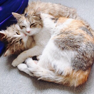 長毛&三毛ちゃん☆仲良し兄弟？