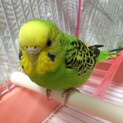 急募！オパーリングリーン♀