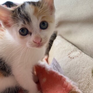 かわいい三毛の咲（さき）ちゃん☆