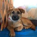 生後4か月仔犬 女の子
