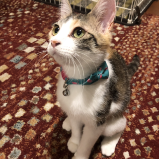 甘えん坊で表情が豊かな三毛猫さんです