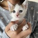 人が大好きなれんげちゃん1か月半