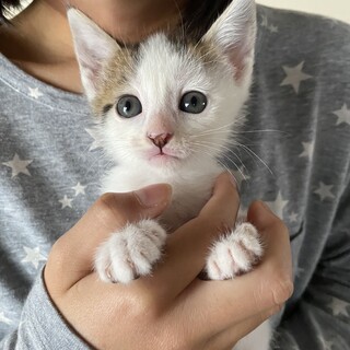 人が大好きなれんげちゃん1か月半