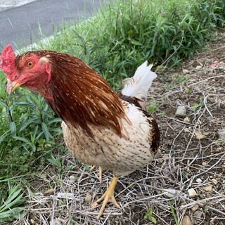 軍鶏？立派な鶏