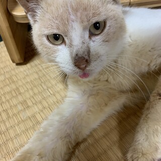 子供も好きな甘えん坊の茶々丸♂