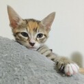 むぎわら靴下にゃんこ