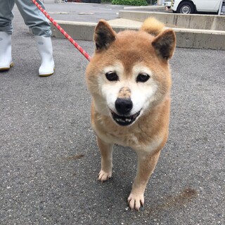 お婆ちゃん柴mixの町子ちゃん