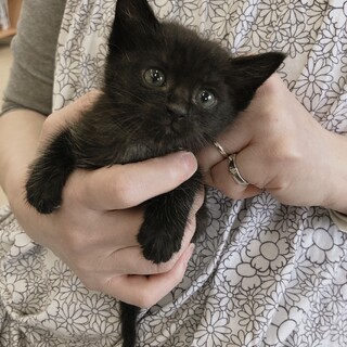 【募集一時停止】生後1ヶ月☆人懐こいおこげちゃん