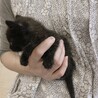 【募集一時停止】生後1ヶ月☆人懐こいおこげちゃん サムネイル2