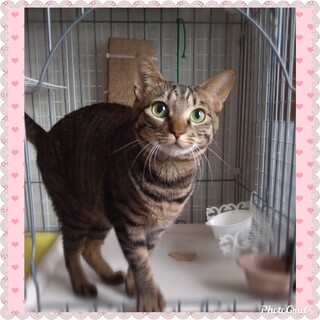 美スレンダー控えめキビちゃん1歳キジ