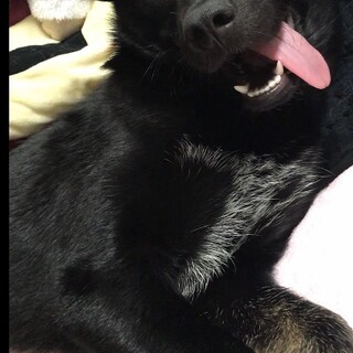 13キロ小柄な体型！元野犬！