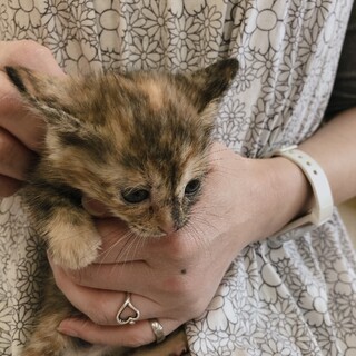 【募集一旦停止】生後1ヶ月☆人懐こいおやきちゃん