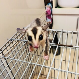 フクロモモンガ♀