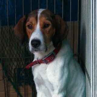 迷い犬のお母さん、子供達は幸せになりました