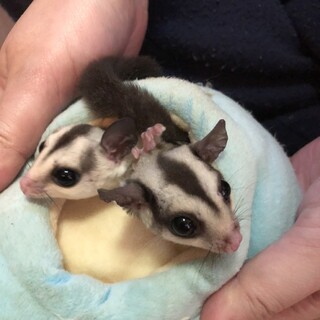 フクロモモンガ♂×2