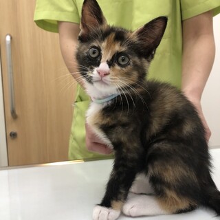 三毛猫みーちゃん  里親決定