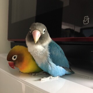 二羽でいつも仲良しのボタンインコです。